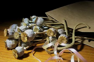 罂粟，种荚，干，漂白，小包，纸，色带