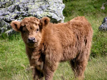 Haighlander,牛,动物,小狗,动物,牧场 Haighlander,牛,动物,小狗,动物,牧场