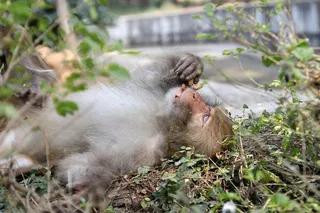 印度猴，猕猴，印度，哺乳动物，灵长类动物，猴子
