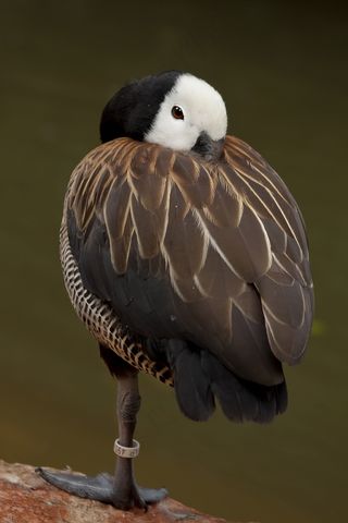 鸟，水禽，飞，腿，水，鸟类，棕色，漂亮