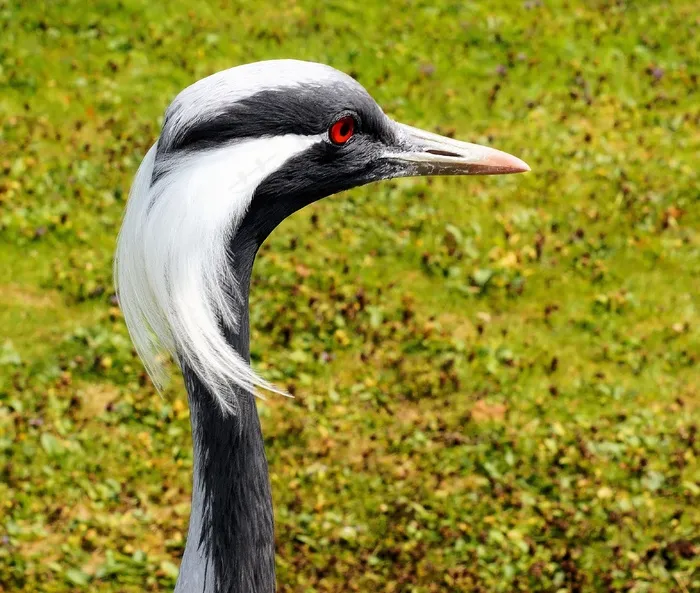 橡子，起重机，鸟飞，头，条例草案，全身羽毛，脖子，眼睛