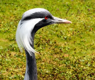 橡子，起重机，鸟飞，头，条例草案，全身羽毛，脖子，眼睛