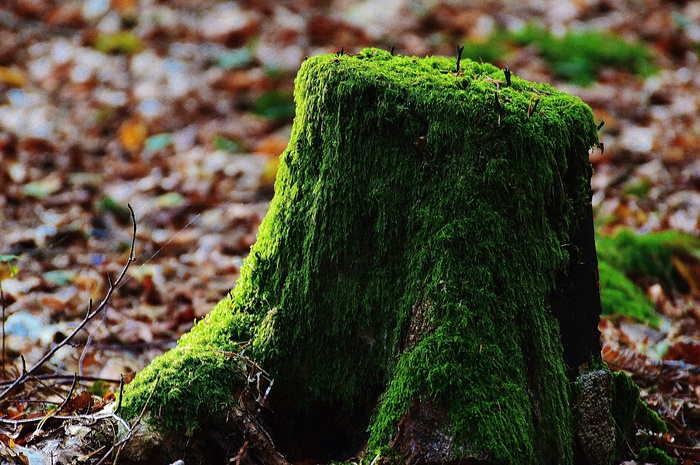 树桩，苔，木材，森林，绿色，自然