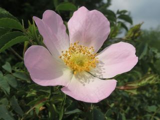 罗莎·卡妮娜，狗蔷薇，开花，宏，野花