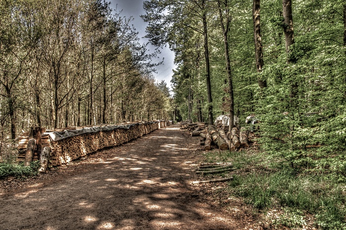 森林路径，森林，Holzstapel，Niederzier
