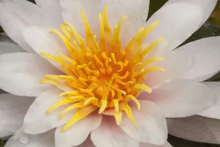 睡莲，睡莲，玫瑰湖，水生植物