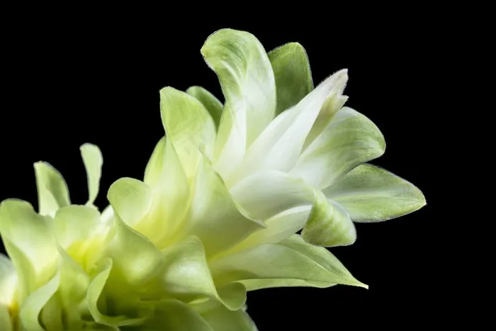 花，开花，白，绿色，关闭，花瓣