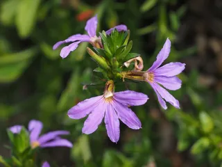 蓝花扇，蓝花，开花，紫，紫色