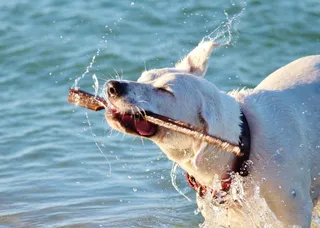 狗，水机，沧海，湿，海滩，运动，海洋，警棍