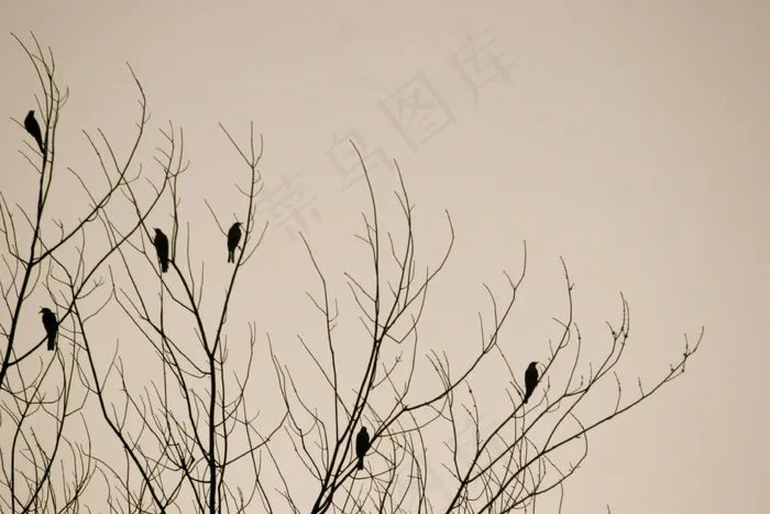 鸟，树，自然，背景，冬天，侧影