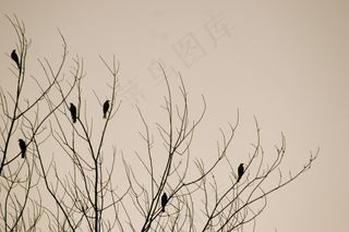 鸟，树，自然，背景，冬天，侧影
