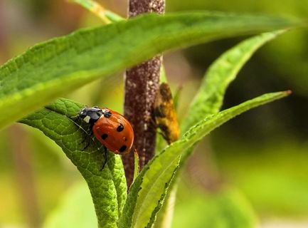 瓢虫，瓢虫，瓢虫科，polyphaga，昆虫