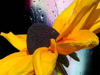 锥花，植物，性质，黄色，数字，背景