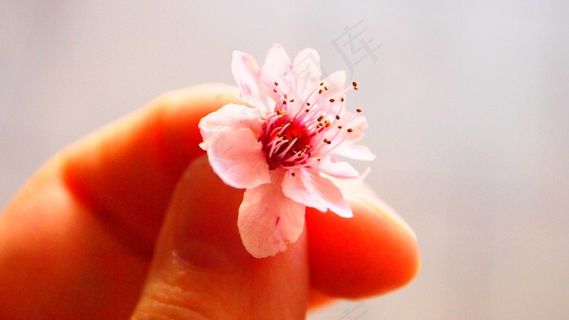 粉红色，花，渺小，春天，盛开的时间，阳光，太阳