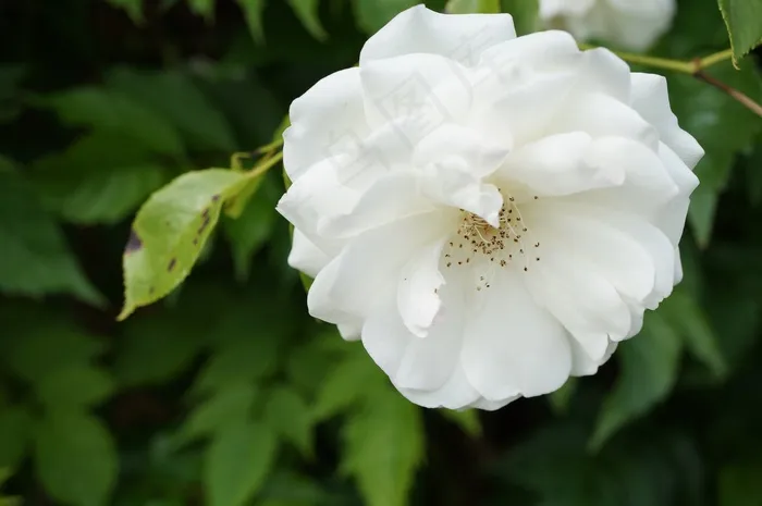 花，特写，玫瑰，宏，白，性质，鲜花