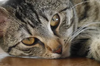 猫，宠物，阿迪达斯，毛皮，Mieze，动物世界