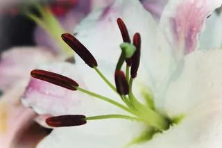 百合，白，开花，花，盛开，春天