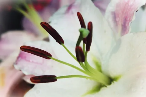 百合,白,开花,花,盛开,春天 百合,白,开花,花,盛开,春天