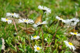 雏菊，花，开花，白，贝利斯哲学