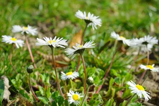 雏菊，花，开花，白，贝利斯哲学