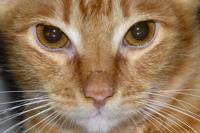 看，猫，猫，看，小猫，宠物，护理猫