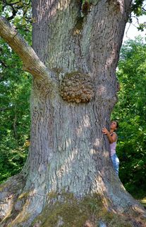 绿色和平，自然，和平公园，树木，和平
