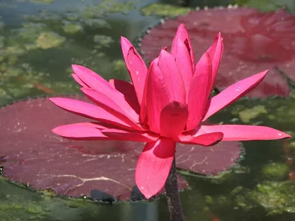 睡莲,水,百合,自然,莲花,池塘,花 睡莲,水,百合,自然,莲花,池塘,花