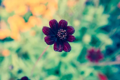 花,园林植物,花园,紫色,迈瑙 花,园林植物,花园,紫色,迈瑙