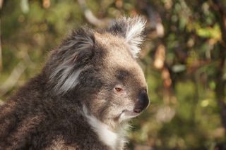 考拉，​​澳大利亚，考拉熊，懒，休息，动物