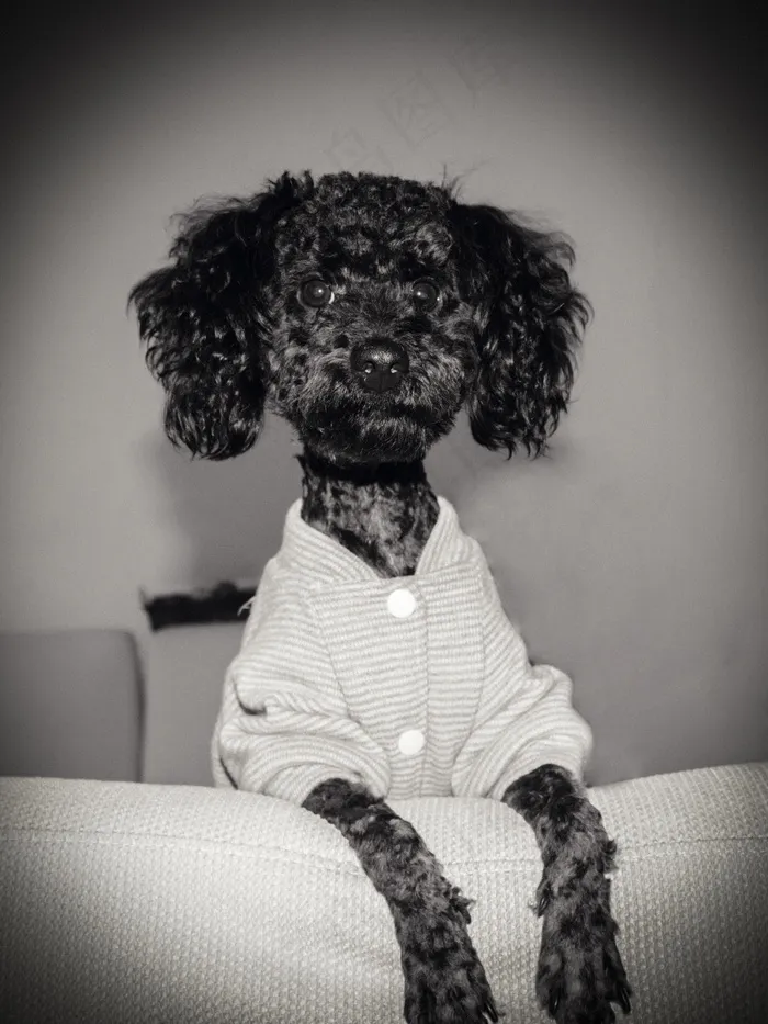 丢丢，宠物，狗，儿子，爱情，摄影，简13