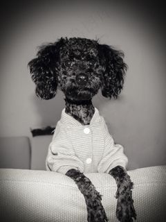 丢丢，宠物，狗，儿子，爱情，摄影，简13