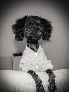 丢丢，宠物，狗，儿子，爱情，摄影，简13