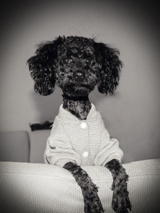 丢丢，宠物，狗，儿子，爱情，摄影，简13