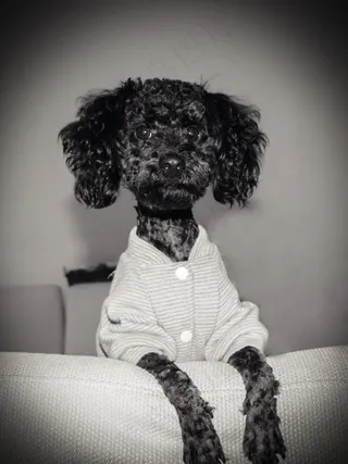 丢丢，宠物，狗，儿子，爱情，摄影，简13