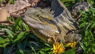蜥蜴，自然，爬行动物，野生动物，宏，头，龙