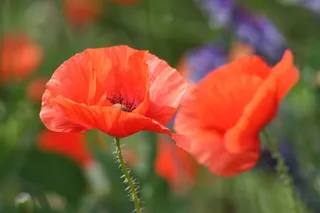 大自然，花，罂粟，红色的花，夏季花卉