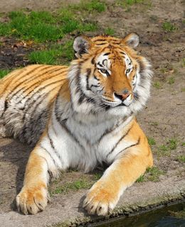 虎,大猫,捕食者,猫,野猫,高贵,崇高 虎,大猫,捕食者,猫,野猫,高贵,崇高