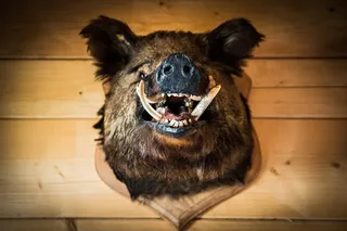 野猪的头，野猪，奖杯，波兰