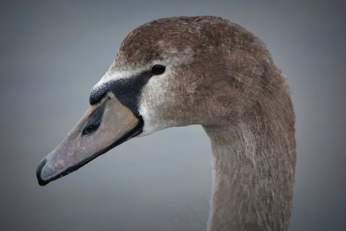 天鹅，鸟嘴，动物，自然，美洲天鹅，水禽