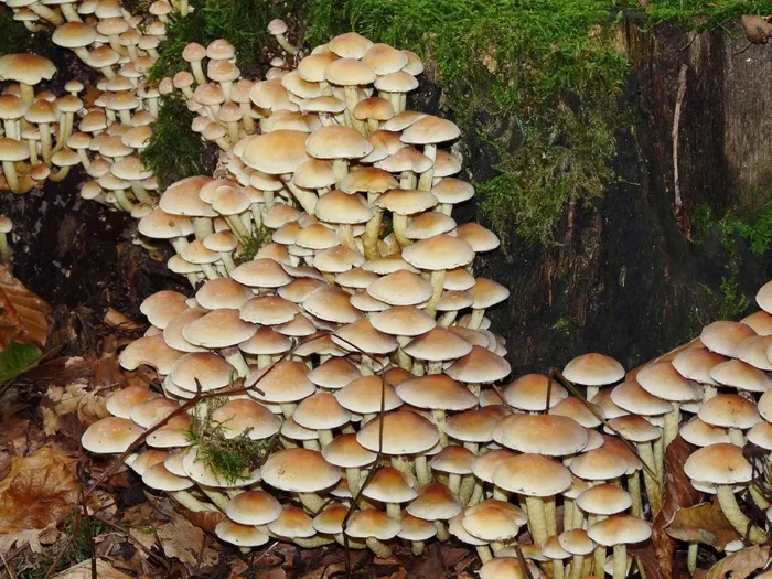蘑菇，蘑菇，性质，森林，秋季，树桩