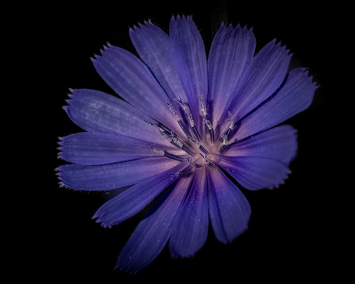 花，蓝色，丁香，紫，花的，自然，花园