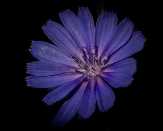 花，蓝色，丁香，紫，花的，自然，花园