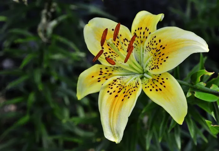 百合，花，自然，植物，花的，自然，盛开