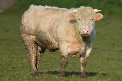 牛，动物，牛肉，自然