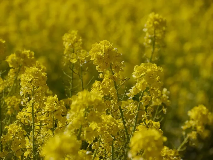 纳米花，花，黄色