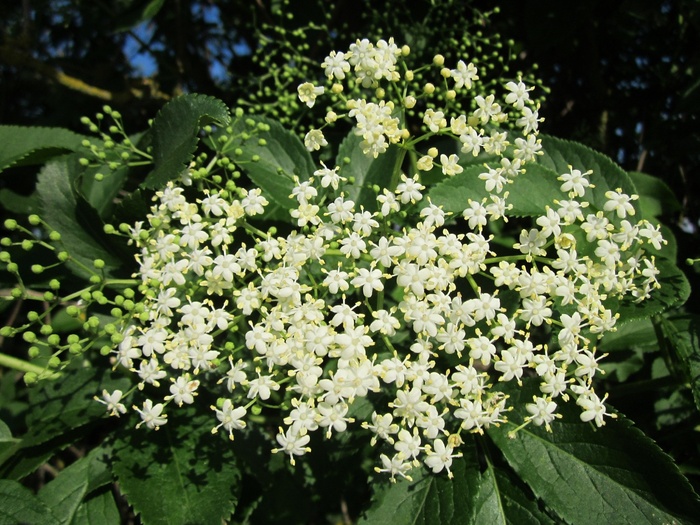接骨木老黑，长者，接骨木浆果，黑老