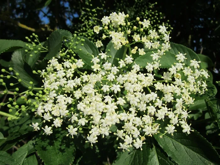 接骨木老黑，长者，接骨木浆果，黑老