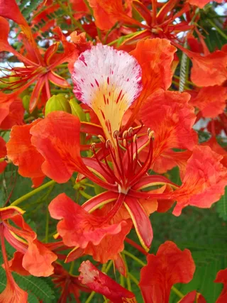 树，皇家Poinciana，花，橙色，Poinciana