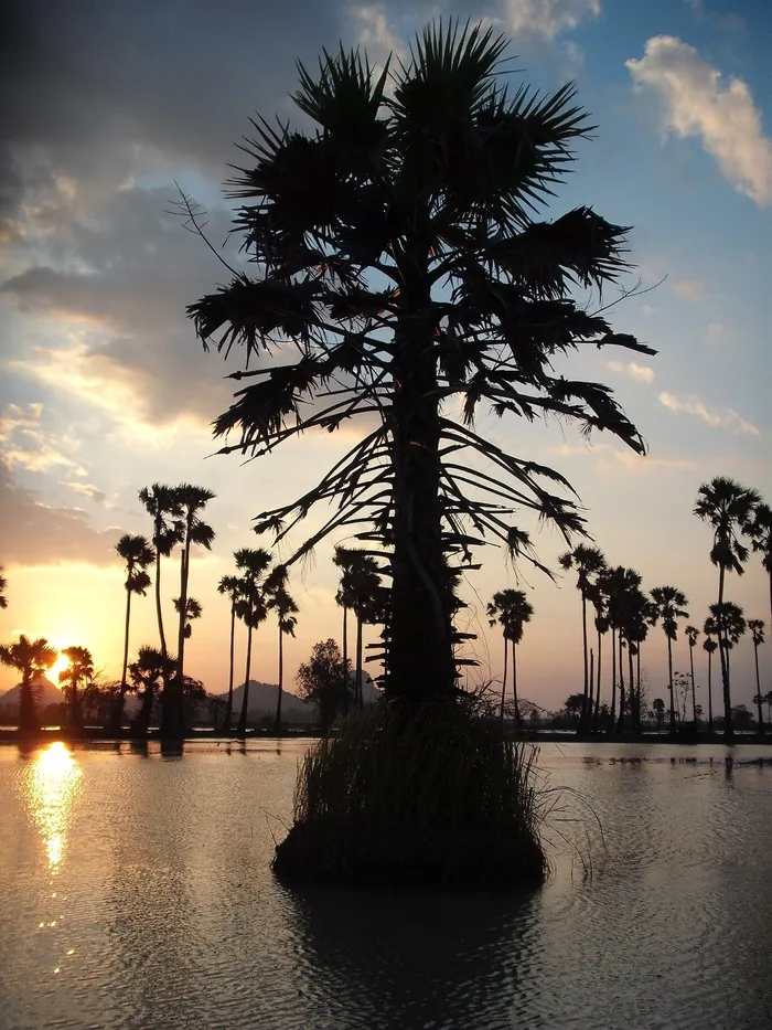 棕榈，亚洲，泰国，景观，日落，湖