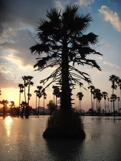 棕榈，亚洲，泰国，景观，日落，湖